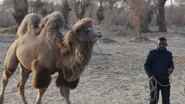 大漠小村譜新篇&mdash;&mdash;聆聽新疆鄉(xiāng)村振興脈動(dòng)新聲