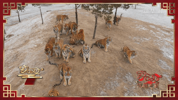 祝福中國|大年初六 虎嘯青山