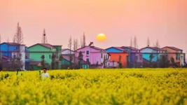 油菜花里望豐稔&mdash;&mdash;我國部分油菜主產(chǎn)區(qū)擴大種植促進增收觀察