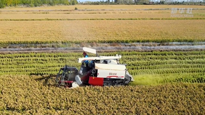“95后”新農人:在希望的田野上“播種”夢想