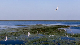 2022年《濕地公約》第十四屆締約方大會看點(diǎn)