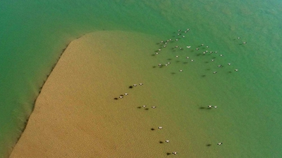 “塞上湖城”銀川:濕地生態好 候鳥紛紛來