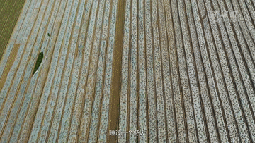 我叫&ldquo;麥粒&rdquo;&mdash;&mdash;一粒來自豫北災區小麥的自述