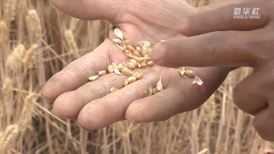 &ldquo;關中第一鐮&rdquo;開鐮收麥啦！未來半個月，關中平原滿眼金黃