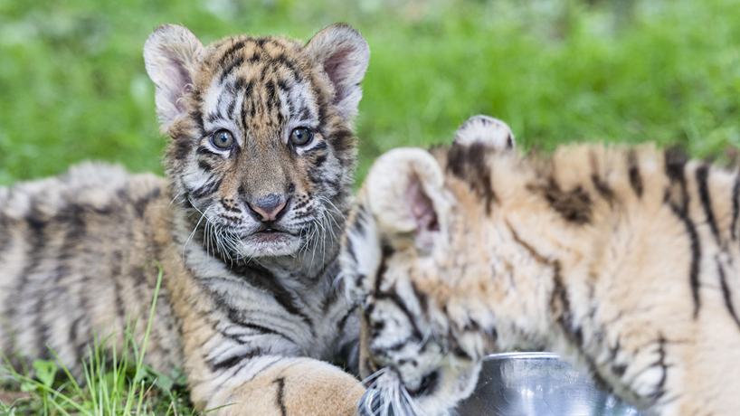 &ldquo;全球老虎日&rdquo;探訪東北虎繁育基地