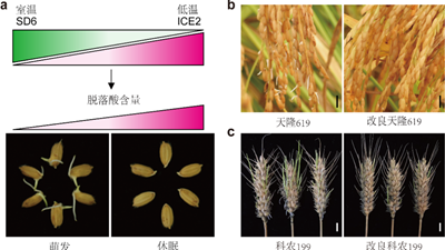 我國科學家找到調控水稻、小麥穗發芽的&ldquo;開關&rdquo;