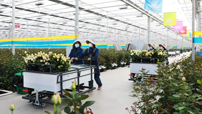 甘肅臨夏：振興鄉(xiāng)村&ldquo;花為媒&rdquo;