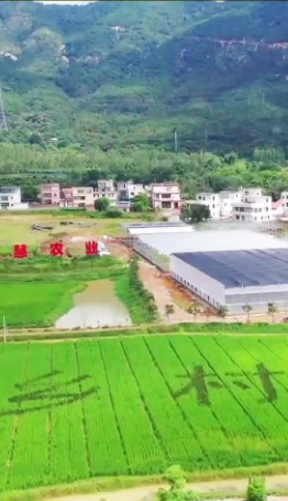 廣東：遠近聞名的“網紅村”——連樟村