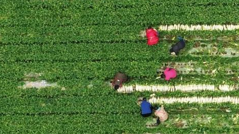 鄉村振興“十二盼”!來自8省24村的蹲點報告