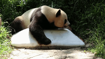 動物園消暑有&ldquo;涼&rdquo;方