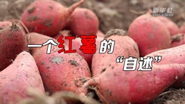 想看看紅薯的&ldquo;鍍金&rdquo;之旅嗎？來聽聽&ldquo;自述&rdquo;吧！