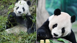 大熊貓&ldquo;團團&rdquo;，感謝你帶給兩岸同胞的美好回憶！