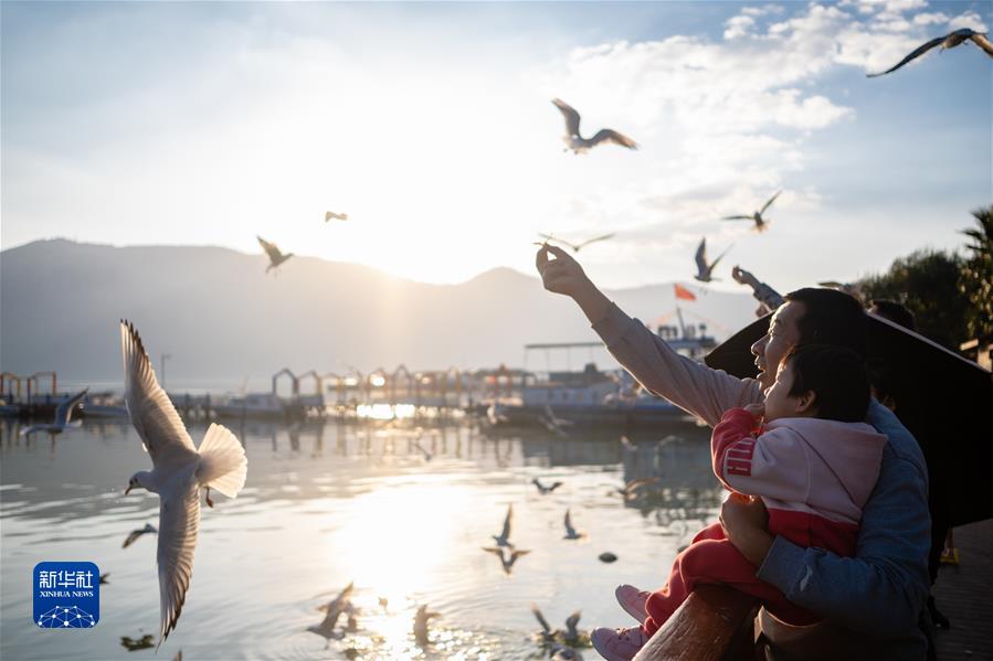 （鏡觀中國(guó)&middot;新華社國(guó)內(nèi)新聞?wù)掌恢芫x）（6）云南昆明：春城迎接紅嘴鷗