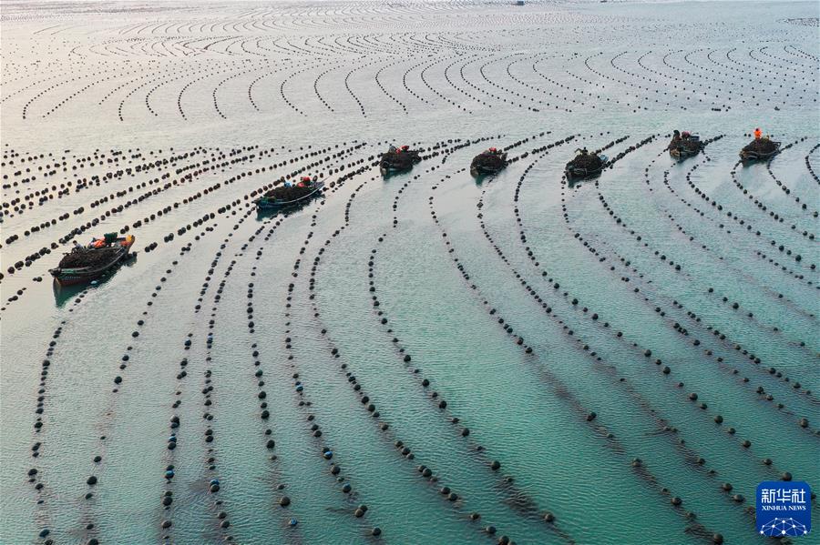 (鏡觀中國·新華社國內(nèi)新聞?wù)掌恢芫x)(4)早春時節(jié) “耕海牧漁”