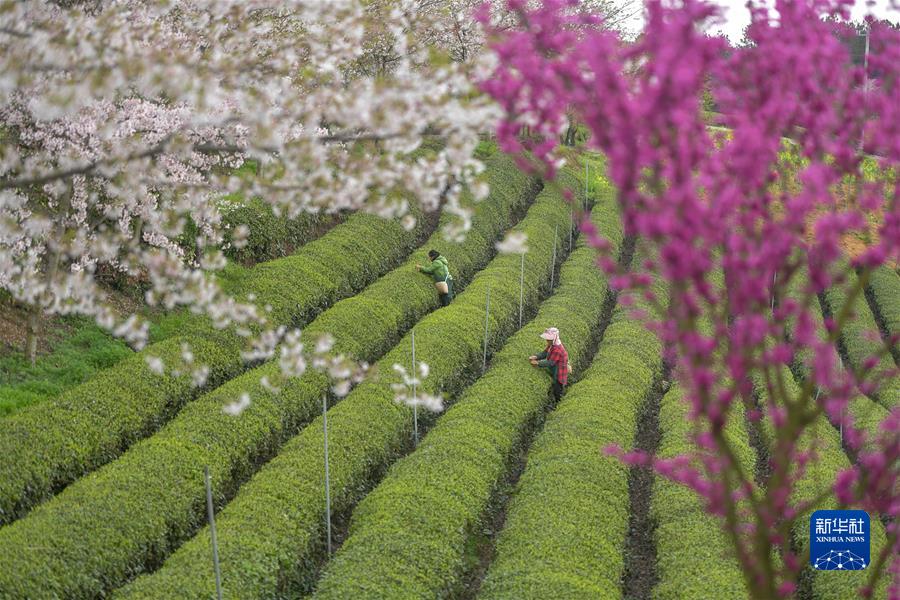 #（經濟）（3）貴州余慶：采摘&ldquo;明前茶&rdquo;