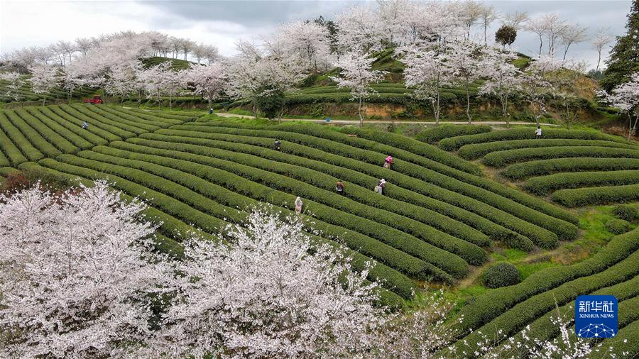 #(經(jīng)濟)(4)貴州余慶:采摘“明前茶”