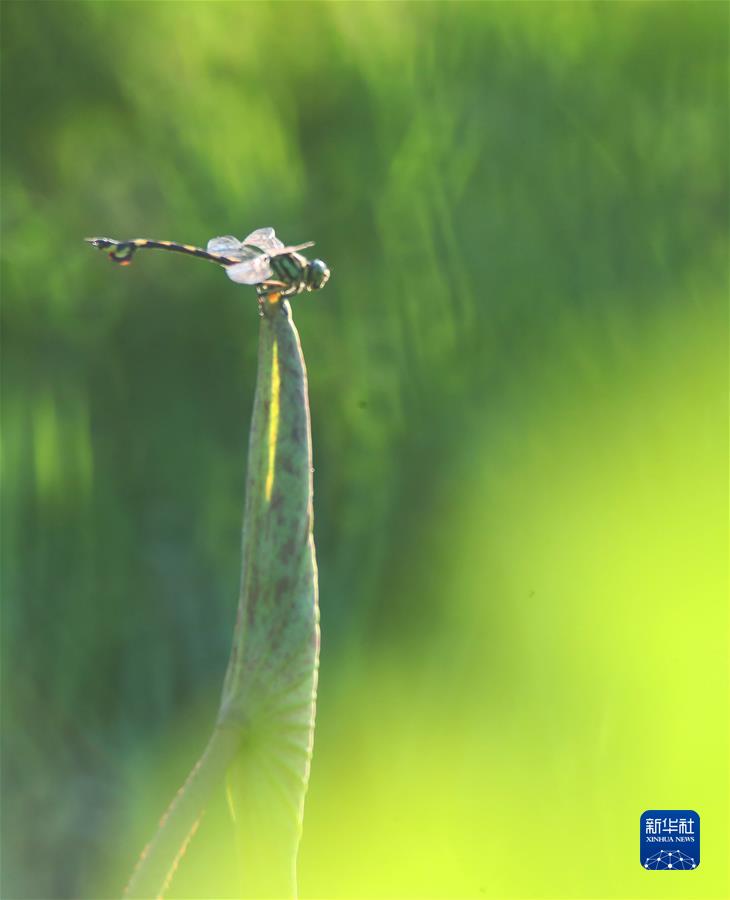 #（新華視界）（1）小暑荷韻