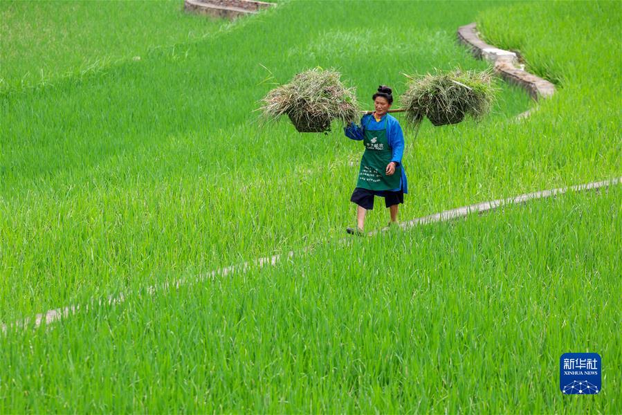 #（經濟）（7）小暑農忙