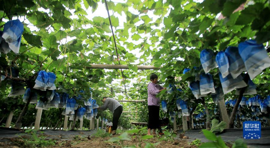 #（經濟）（8）小暑農忙