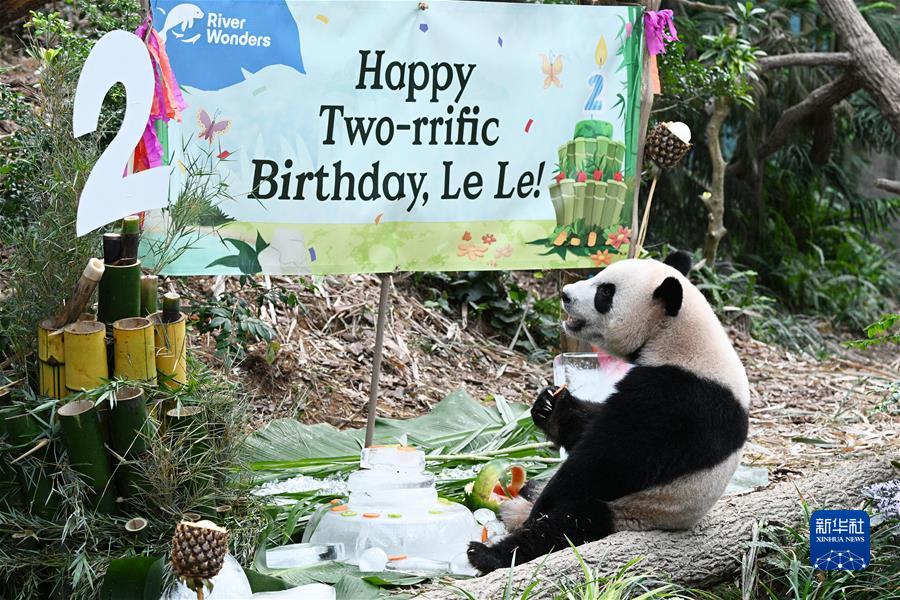 （國際&middot;一周看天下）大熊貓&ldquo;叻叻&rdquo;在新加坡慶祝兩歲生日