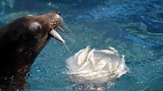 羅馬：動物&ldquo;冷餐&rdquo;解暑