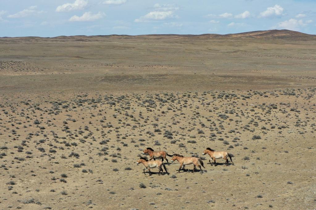 &ldquo;走吧，你要學(xué)著自己長大&rdquo;&mdash;&mdash;瀕危野馬重返荒野20年