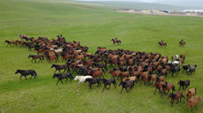 新華全媒+丨祁連山下千年馬場(chǎng)&ldquo;邂逅&rdquo;高鐵