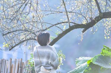 奔向&ldquo;梅&rdquo;好的&ldquo;賞花經(jīng)濟(jì)&rdquo;