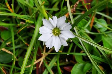 科研人員在青藏高原發(fā)現(xiàn)7秒閉合&ldquo;含羞花&rdquo;