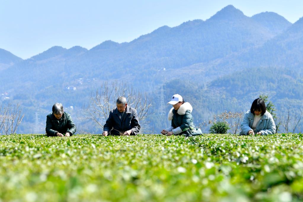 春茶開采春意暖