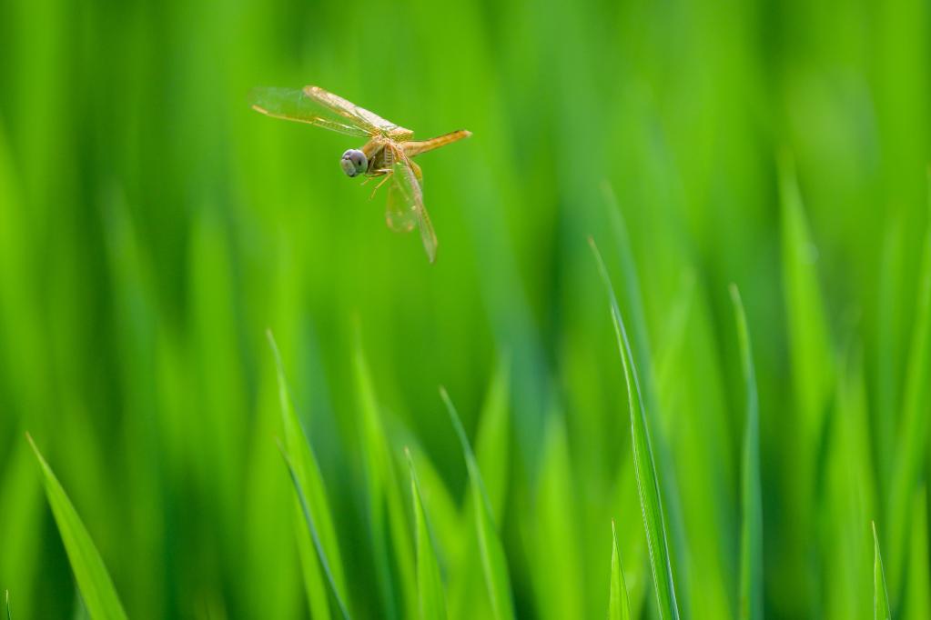 微視界&mdash;&mdash;立秋