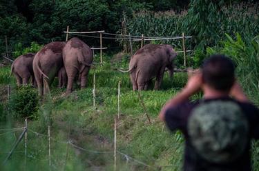 世界大象日:愛·象·隨