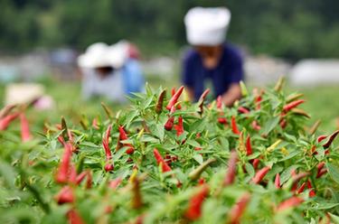 貴州龍里：&ldquo;訂單辣椒&rdquo;喜豐收