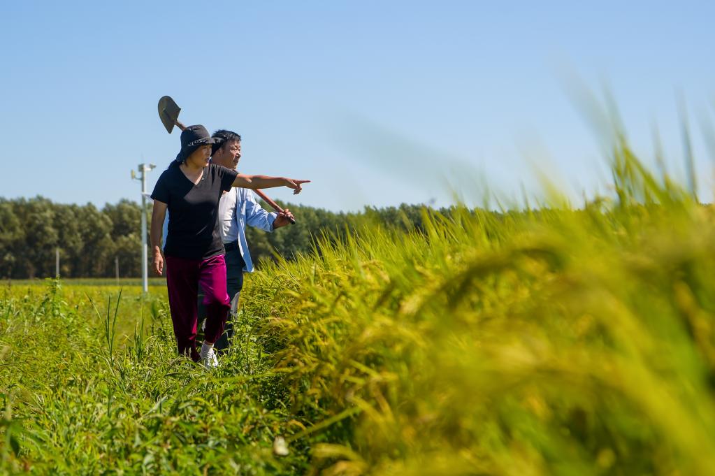 致富能人宋春平：走&ldquo;稻&rdquo;路 齊增收