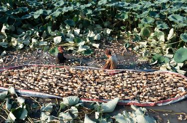 水鄉(xiāng)脆藕采收忙