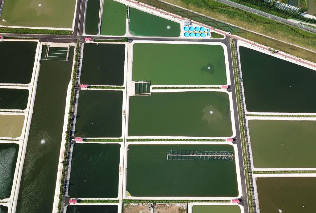 山東微山縣：俯瞰生態(tài)魚塘美如調(diào)色板