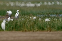 閩江河口濕地迎來候鳥&ldquo;先頭部隊&rdquo;