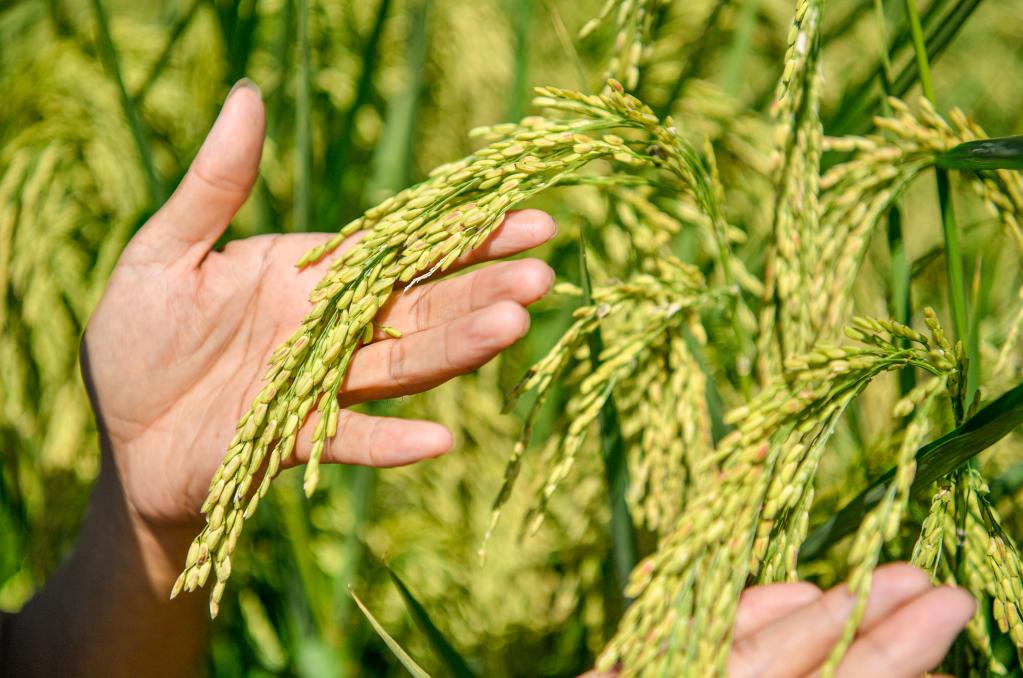 天津：&ldquo;巨型稻&rdquo;長勢喜人