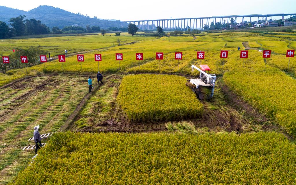 云南楚雄:水稻新品種“楚粳54號”測產(chǎn)