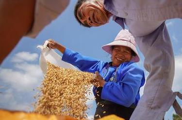 詩意中國&mdash;&mdash;百里西風禾黍香，鳴泉落竇谷登場