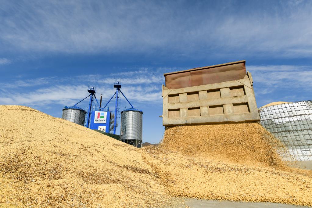 內(nèi)蒙古扎蘭屯:大豆豐收