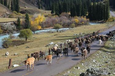 新疆昭蘇:褐牛轉(zhuǎn)場(chǎng)出天山
