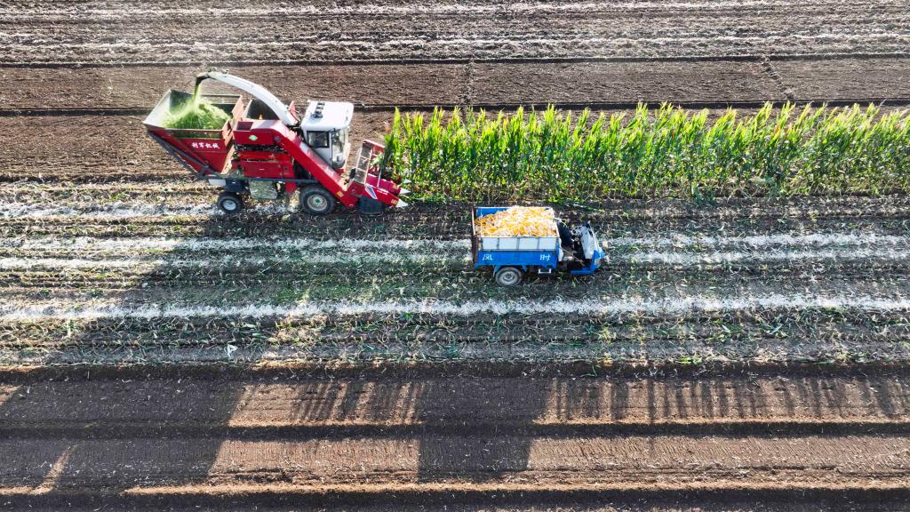 河北:金穗彎腰谷飄香 “鐵牛揮戈”糧滿倉(cāng)
