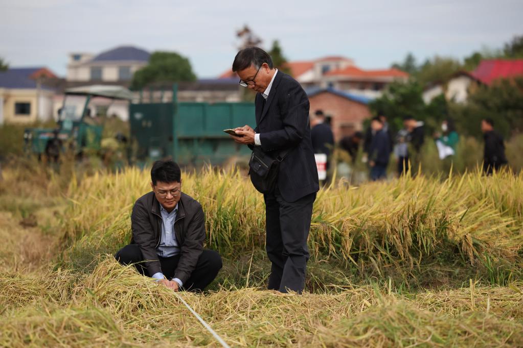 新華全媒+丨湖南瀏陽:“一季雜交稻+再生稻”糧食周年生產模式再生季稻測產驗收