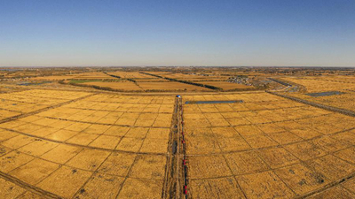 吉林西部:昔日鹽堿地 今朝豐收田