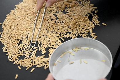 新華全媒+丨探秘&ldquo;大國糧倉&rdquo; 感受&ldquo;科技儲糧&rdquo;