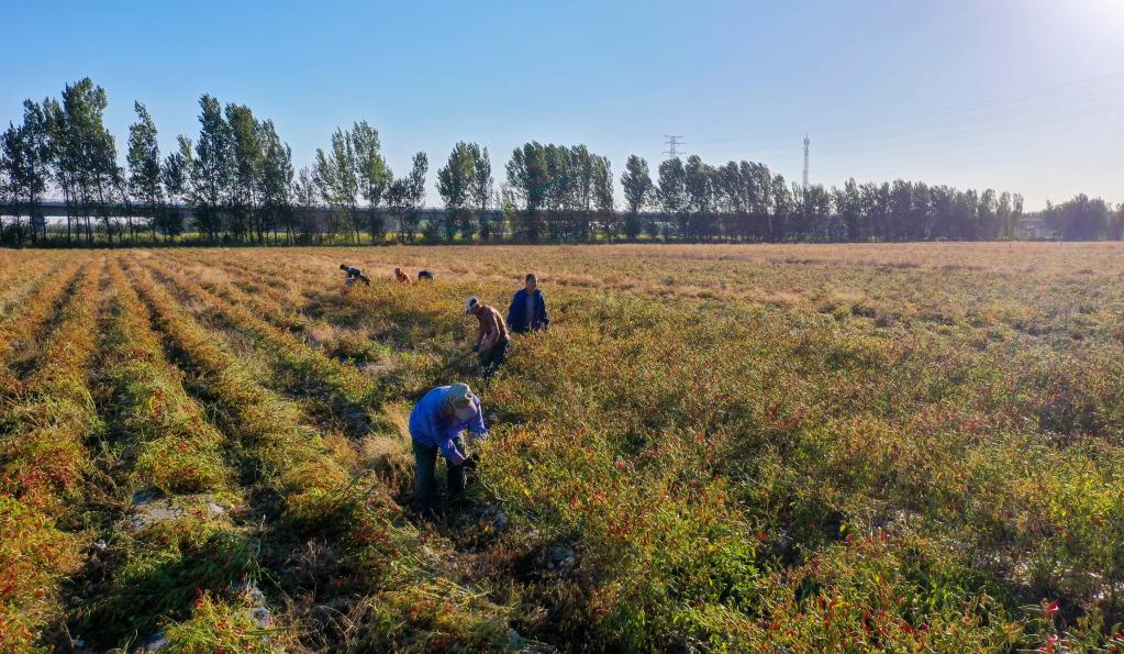 新華全媒+丨&ldquo;三辣之鄉(xiāng)&rdquo;千畝辣椒喜迎豐收