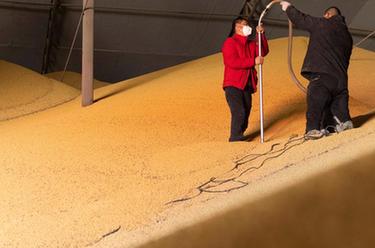 新華全媒+丨黑龍江綏化：&ldquo;金豆&rdquo;迎豐收 倉儲流通忙