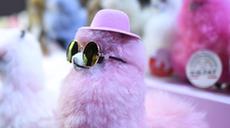 &ldquo;小羊駝&rdquo;組團(tuán)奔赴進(jìn)博會