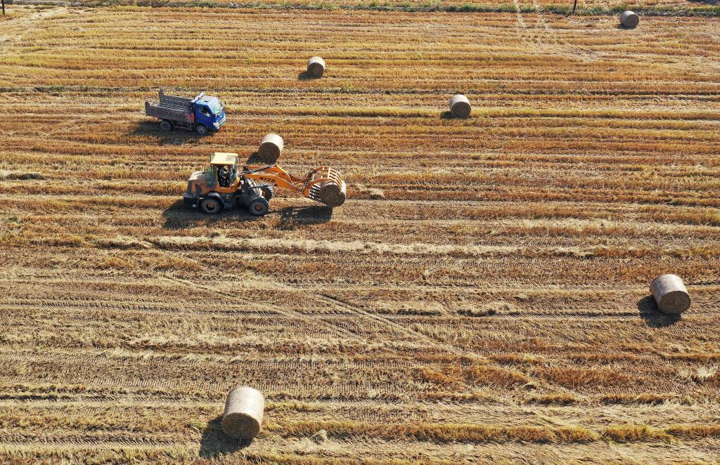 &ldquo;秸稈種菇&rdquo;促增收